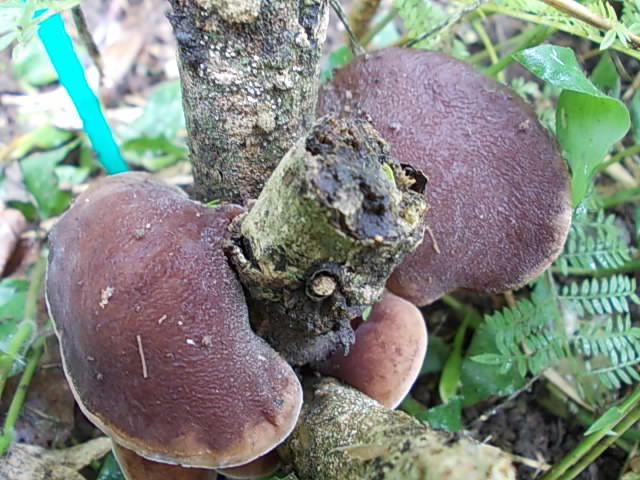 Kikurage mushroom 20160922