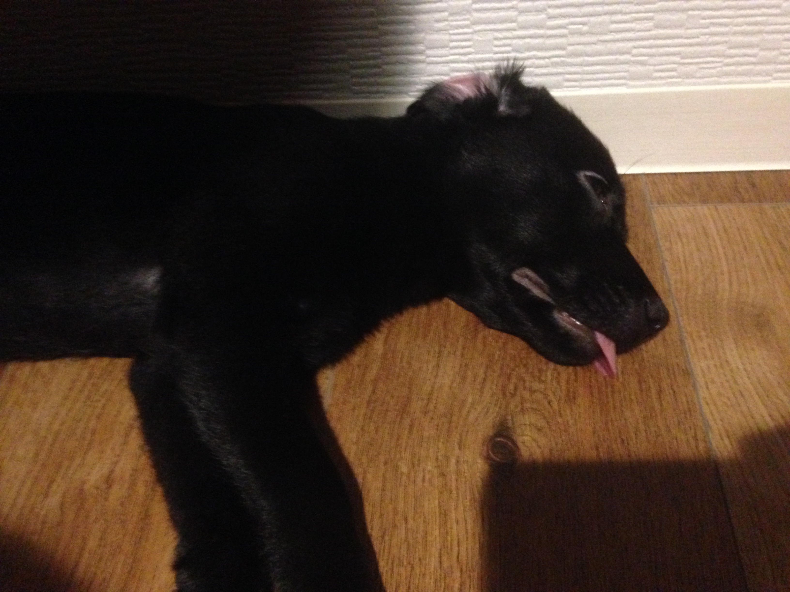 黒ラブの仔犬の寝相が最高にかわいい ラブラドール レトリバーと黄昏