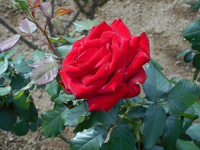 薔薇（h28,10)