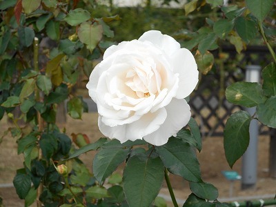 白薔薇（h28,10)