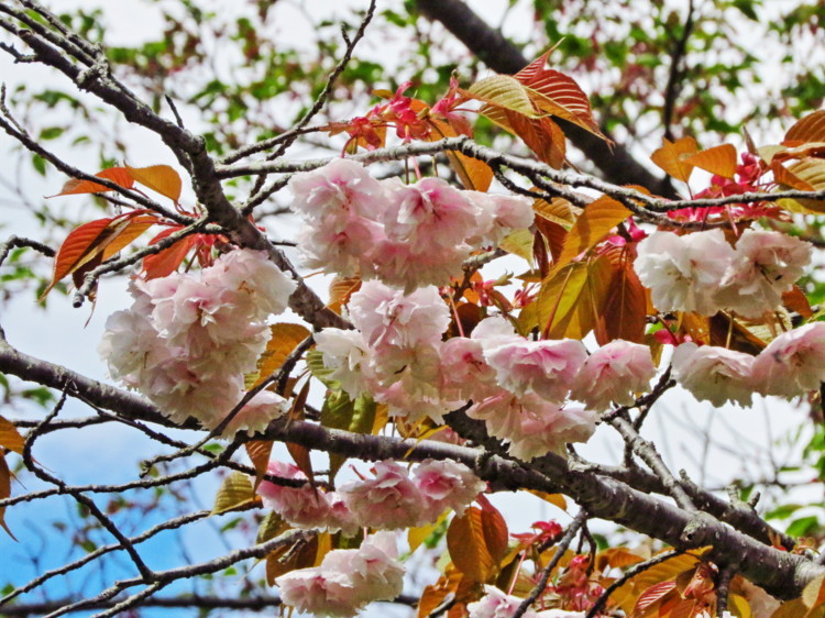 里桜 ウコン桜 Marukeiおじさんの気ままな日常