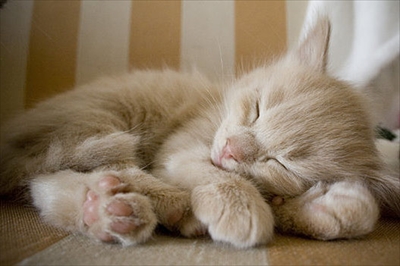子猫～手枕
