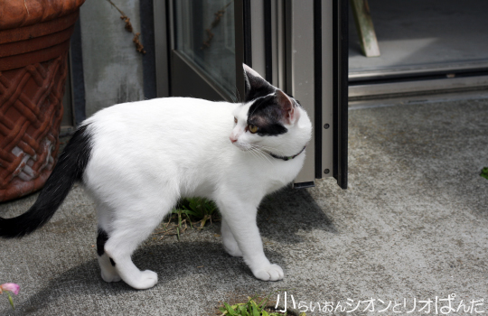 鎌倉の野良猫g