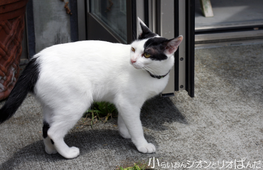 鎌倉の野良猫