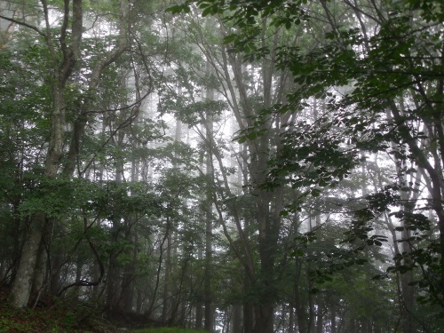 霧の林