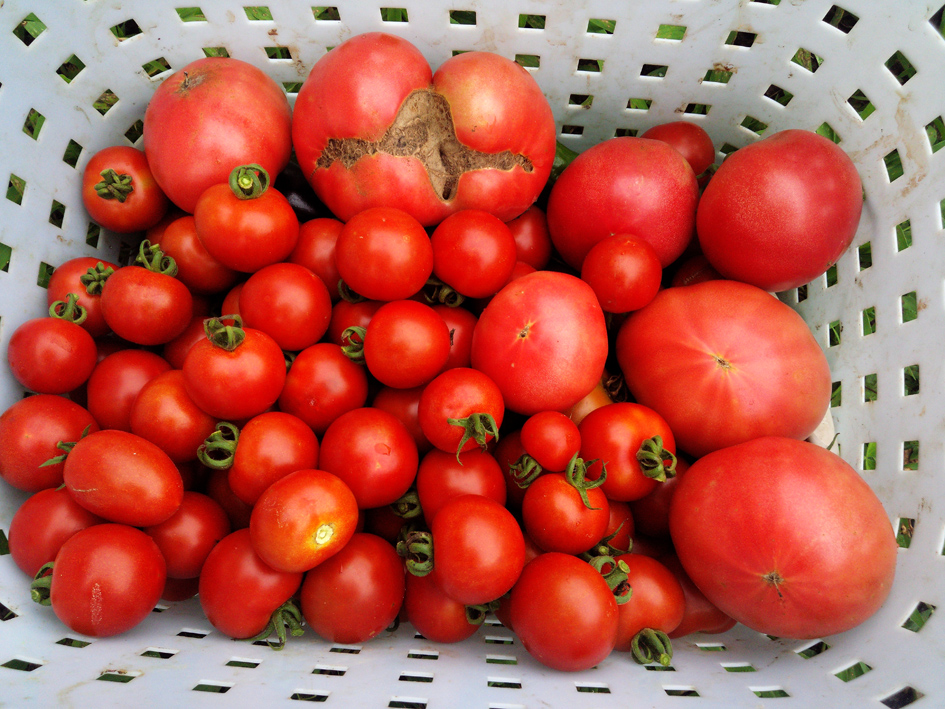 トマト収穫2016-0712blog